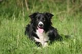 BORDER COLLIE 1567
